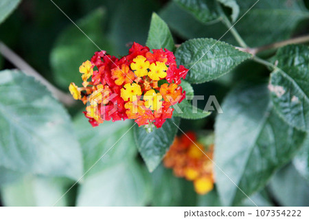 Lantana Lantana 107354222
