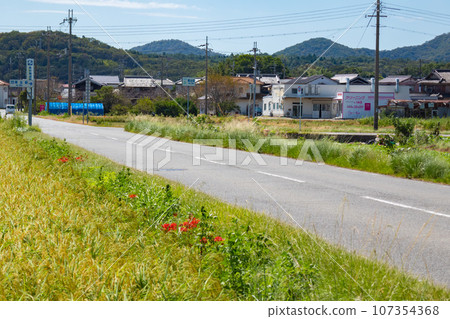 Higanbana blooming along the road 107354368