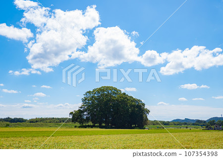 Harvesting near rice field Harvesting near rice field 107354398