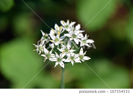 Nira Flower 107354531