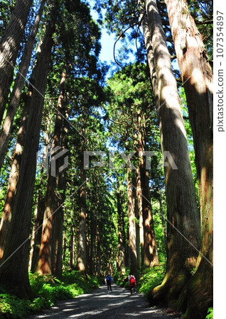 Nagano City, Togakushi Shrine Okusha shrine approach cedar trees and worshipers Nagano City, Togakushi Shrine Okusha shrine approach cedar trees and worshipers 107354897