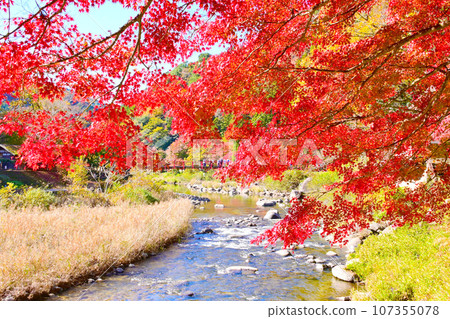 Koran Bridge with its elegant autumn leaves Koran Bridge with its elegant autumn leaves 107355078