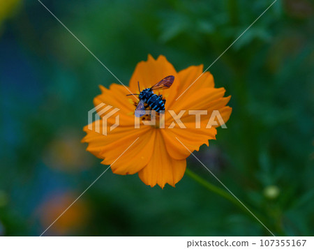 帶來幸福的藍色蜜蜂「納米魯門蜂」來訪花 107355167