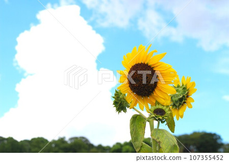 夏天的藍天、白雲與向日葵 夏天的藍天、白雲與向日葵 107355452