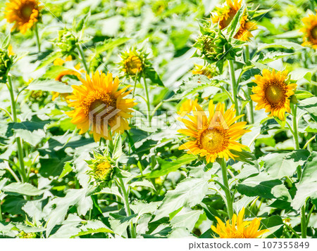A midsummer tradition, sunflowers in full bloom that cheer you up 107355849