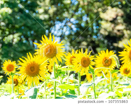 盛夏的傳統，盛開的向日葵讓你振作起來 107355863