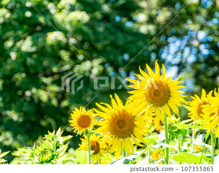 盛夏的傳統，盛開的向日葵讓你振作起來 107355865