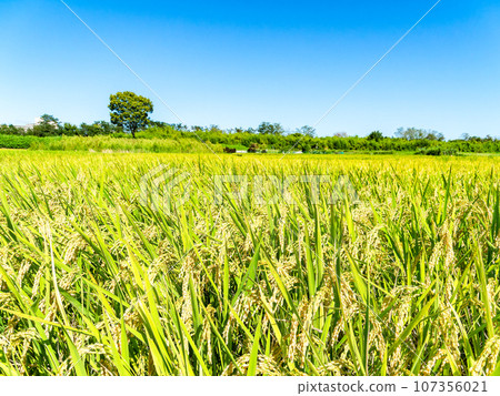 Agricultural scenery in late summer: Heavily ripened ears of rice in Hachioji City, Tokyo 107356021
