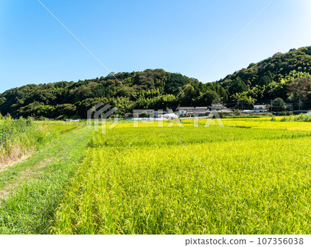 夏末的農業風景：東京八王子市稻穗熟透的景象 107356038