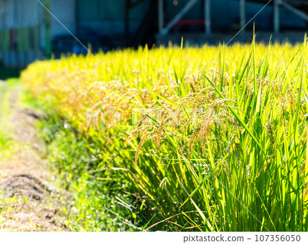 夏末的農業風景：東京八王子市稻穗熟透的景象 107356050