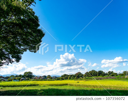 Agricultural scenery in late summer: Heavily ripened ears of rice in Hachioji City, Tokyo Agricultural scenery in late summer: Heavily ripened ears of rice in Hachioji City, Tokyo 107356072