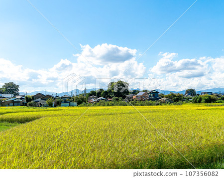 夏末的農業風景：東京八王子市稻穗熟透的景象 107356082