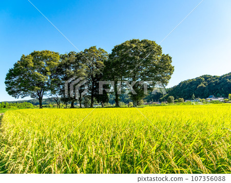 夏末的農業風景：東京八王子市稻穗熟透的景象 107356088