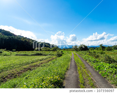 Agricultural scenery in late summer: Heavily ripened ears of rice in Hachioji City, Tokyo Agricultural scenery in late summer: Heavily ripened ears of rice in Hachioji City, Tokyo 107356097