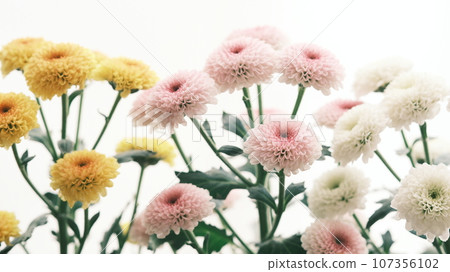 黃色的菊花,粉紅色的菊花,還有在窗邊的燈光下閃閃發亮的白色菊花 黃色的菊花,粉紅色的菊花,還有在窗邊的燈光下閃閃發亮的白色菊花 107356102