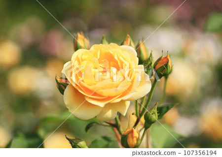 Yellow roses with a beautiful background (Graham Thomas) 107356194