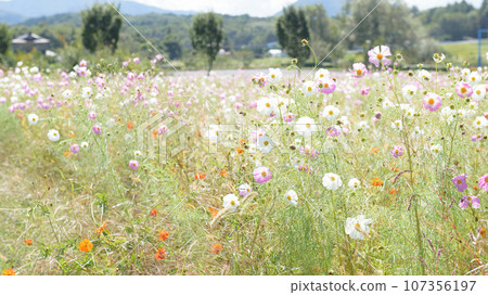 Refreshing cosmos field, Iwate Prefecture, Goshoko Regional Park Refreshing cosmos field, Iwate Prefecture, Goshoko Regional Park 107356197