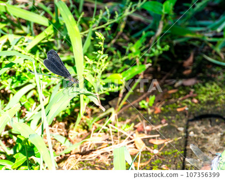 Waterside scenery rich in nature - Haguro dragonfly 107356399