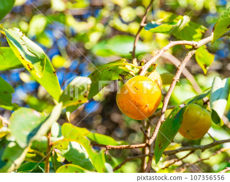 Delicious-looking persimmons that have begun to ripen, a typical autumn flavor Delicious-looking persimmons that have begun to ripen, a typical autumn flavor 107356556