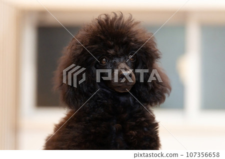 玩具貴賓犬黑色 玩具貴賓犬黑色 107356658