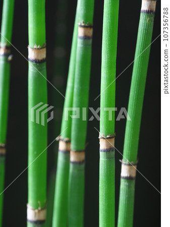 Grinding grass that shines through the light 107356788