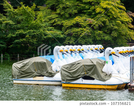 夏日公園景觀:池塘裡漂浮的天鵝船 夏日公園景觀:池塘裡漂浮的天鵝船 107356821