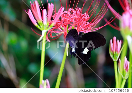 簇狀孤挺花、黑燕尾蝶、黑燕尾蝶 簇狀孤挺花、黑燕尾蝶、黑燕尾蝶 107356936