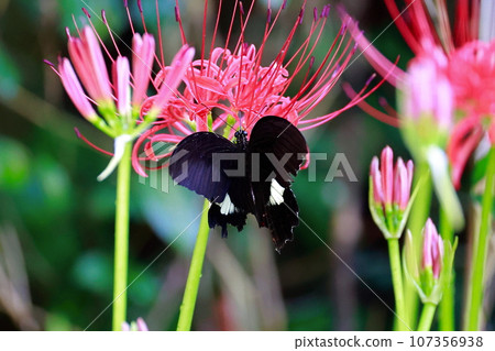 簇狀孤挺花、黑燕尾蝶、黑燕尾蝶 簇狀孤挺花、黑燕尾蝶、黑燕尾蝶 107356938