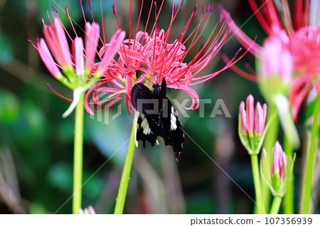 簇狀孤挺花、黑燕尾蝶、黑燕尾蝶 簇狀孤挺花、黑燕尾蝶、黑燕尾蝶 107356939