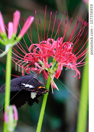 簇狀孤挺花、黑燕尾蝶、黑燕尾蝶 簇狀孤挺花、黑燕尾蝶、黑燕尾蝶 107356959