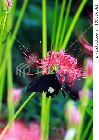 簇狀孤挺花、黑燕尾蝶、黑燕尾蝶 簇狀孤挺花、黑燕尾蝶、黑燕尾蝶 107356961