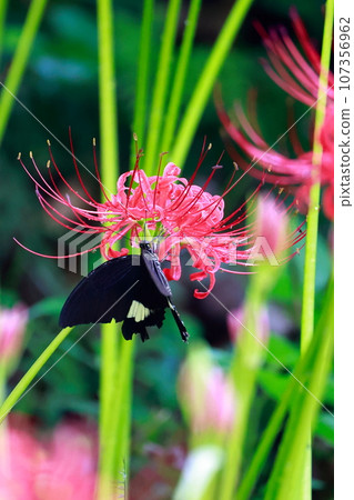 簇狀孤挺花、黑燕尾蝶、黑燕尾蝶 簇狀孤挺花、黑燕尾蝶、黑燕尾蝶 107356962
