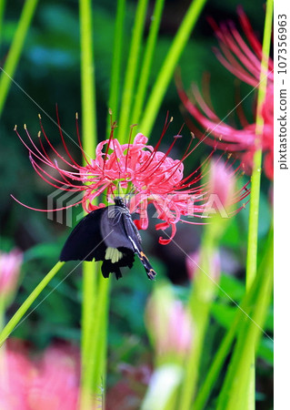 簇狀孤挺花、黑燕尾蝶、黑燕尾蝶 簇狀孤挺花、黑燕尾蝶、黑燕尾蝶 107356963