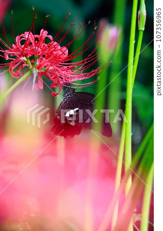 簇狀孤挺花、黑燕尾蝶、黑燕尾蝶 簇狀孤挺花、黑燕尾蝶、黑燕尾蝶 107356965