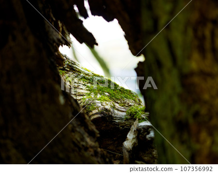 dead tree hole dead tree hole 107356992