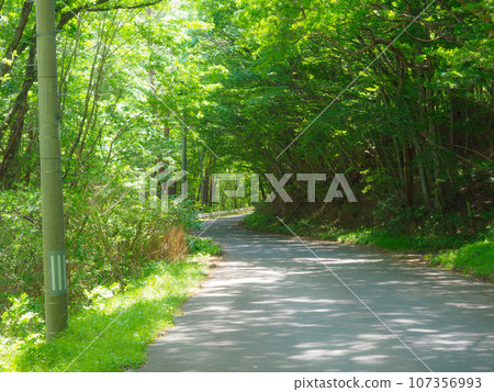 Fresh green country road Fresh green country road 107356993