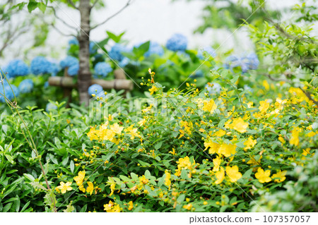 錦芝白花 錦芝白花 107357057