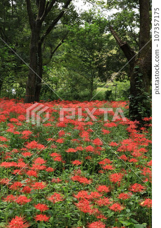 在Nitori Nogawa公園自然觀察公園的Higa buna 在Nitori Nogawa公園自然觀察公園的Higa buna 107357175