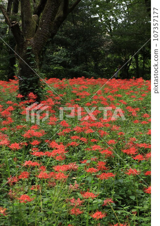 在Nitori Nogawa公園自然觀察公園的Higa buna 在Nitori Nogawa公園自然觀察公園的Higa buna 107357177