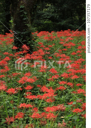 在Nitori Nogawa公園自然觀察公園的Higa buna 在Nitori Nogawa公園自然觀察公園的Higa buna 107357179