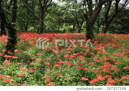 Higa buna in Nitori Nogawa Park nature observation park 107357199