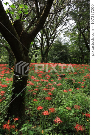 Higa buna in Nitori Nogawa Park nature observation park 107357200