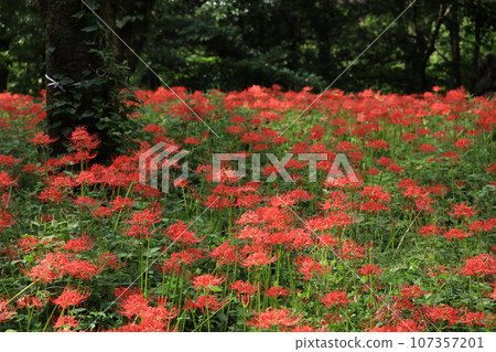 Higa buna in Nitori Nogawa Park nature observation park Higa buna in Nitori Nogawa Park nature observation park 107357201