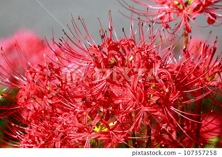 Cluster amaryllis of Mount Tosa 107357258