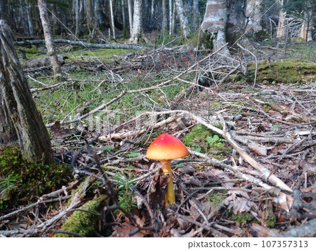 Striking Amanita caesarea in the Fore 107357313