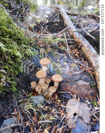 Young Honey Mushrooms at Tree Roo 107357316