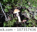 Shougenji Mushroom in Sunlight 107357436