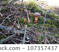 Suillus on Mt.Fuji Forest Floor 107357437