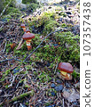 Cluster of Suillus in Mossy Forest 107357438