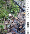 2023Shogenji of Mt.Fuji 107357440